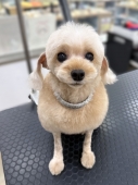 �饰������ӥ��å�