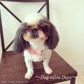 Dog salon Days