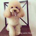 Dog salon Days