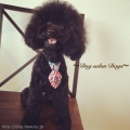 Dog salon Days