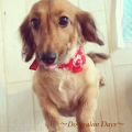 Dog salon Days
