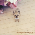Dog salon Days