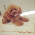 Dog salon Days