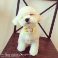 Dog salon Days