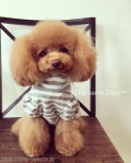 Dog salon Days