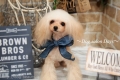 Dog salon Days