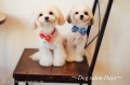 Dog salon Days
