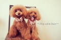 Dog salon Days