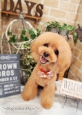 Dog salon Days