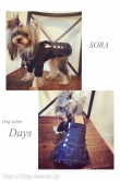Dog salon Days