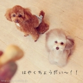 Dog salon Days