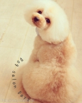 Dog salon Days