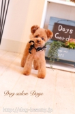 Dog salon Days
