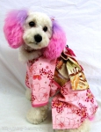 DOGȥߥ󥰥LITTLESNOW