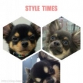 PET DESIGNȬŹ