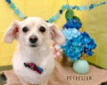 PET DESIGN ֺ䤱䤭̤Ź