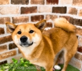 PET DESIGN ֺ䤱䤭̤Ź