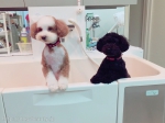 Dog Salon MoMo