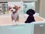 Dog Salon MoMo