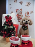 Dogsalon Ease(ɥå󥤡)