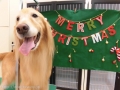 Dogsalon Ease(ɥå󥤡)