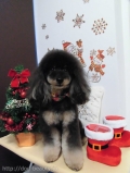 Dogsalon Ease(ɥå󥤡)