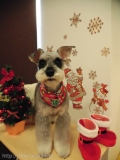 Dogsalon Ease(ɥå󥤡)