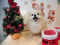 Dogsalon Ease(ɥå󥤡)