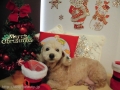 Dogsalon Ease(ɥå󥤡)