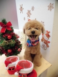 Dogsalon Ease(ɥå󥤡)