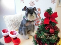 Dogsalon Ease(ɥå󥤡)