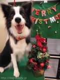 Dogsalon Ease(ɥå󥤡)