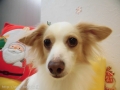Dogsalon Ease(ɥå󥤡)