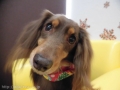 Dogsalon Ease(ɥå󥤡)