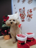 Dogsalon Ease(ɥå󥤡)
