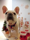 Dogsalon Ease(ɥå󥤡)