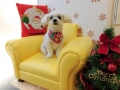 Dogsalon Ease(ɥå󥤡)
