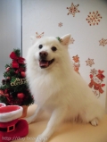 Dogsalon Ease(ɥå󥤡)