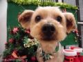 Dogsalon Ease(ɥå󥤡)