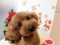 Dogsalon Ease(ɥå󥤡)