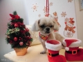 Dogsalon Ease(ɥå󥤡)