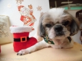 Dogsalon Ease(ɥå󥤡)