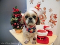 Dogsalon Ease(ɥå󥤡)