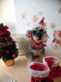 Dogsalon Ease(ɥå󥤡)