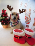 Dogsalon Ease(ɥå󥤡)