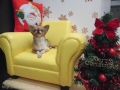Dogsalon Ease(ɥå󥤡)