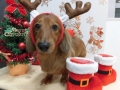 Dogsalon Ease(ɥå󥤡)