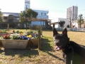 Dogsalon Ease(ɥå󥤡)