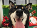 Dogsalon Ease(ɥå󥤡)