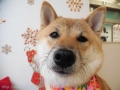 Dogsalon Ease(ɥå󥤡)